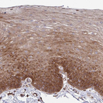 WNK1 Antibody in Immunohistochemistry (Paraffin) (IHC (P))