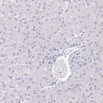 NF-H Antibody in Immunohistochemistry (Paraffin) (IHC (P))