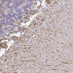 NF-H Antibody in Immunohistochemistry (Paraffin) (IHC (P))