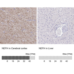 NF-H Antibody in Immunohistochemistry (Paraffin) (IHC (P))
