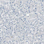 PSD-95 Antibody in Immunohistochemistry (Paraffin) (IHC (P))