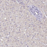 GABBR2 Antibody in Immunohistochemistry (Paraffin) (IHC (P))