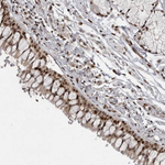 Cdc27 Antibody in Immunohistochemistry (Paraffin) (IHC (P))