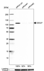 Cdc27 Antibody in Western Blot (WB)