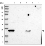 FAM213A Antibody in Western Blot (WB)
