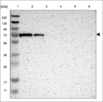GDPD4 Polyclonal Antibody