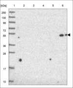 C2orf54 Polyclonal Antibody