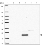 IRGM Polyclonal Antibody