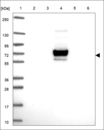 FAM196B Polyclonal Antibody