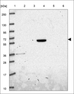 GFY Polyclonal Antibody
