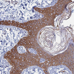 IL-7 Antibody in Immunohistochemistry (Paraffin) (IHC (P))