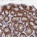 IL-7 Antibody in Immunohistochemistry (Paraffin) (IHC (P))
