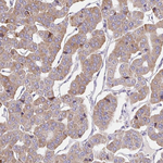 GUCY1A3 Polyclonal Antibody