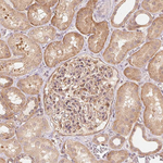 Parkin Antibody in Immunohistochemistry (Paraffin) (IHC (P))