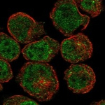 FAM212B Polyclonal Antibody