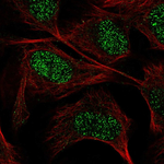 GUCY1A3 Polyclonal Antibody