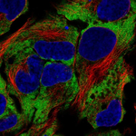 NACA Antibody in Immunocytochemistry (ICC/IF)