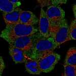 NACA Polyclonal Antibody