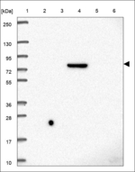 DCST2 Polyclonal Antibody