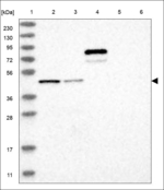 FBRS Antibody in Western Blot (WB)
