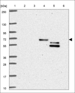 FAM73B Antibody in Western Blot (WB)