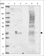 BTN3A2 Polyclonal Antibody