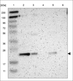 C6orf64 Polyclonal Antibody