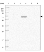 C8A Polyclonal Antibody