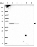CHPT1 Antibody in Western Blot (WB)