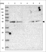 MARVELD3 Polyclonal Antibody