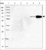 VWA2 Antibody in Western Blot (WB)