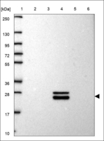 SPP2 Polyclonal Antibody