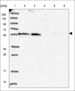 PIF1 Polyclonal Antibody