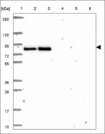 LRP3 Polyclonal Antibody