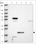 CST9L Polyclonal Antibody