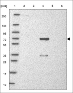 EML3 Antibody in Western Blot (WB)