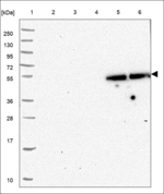 TIGD3 Polyclonal Antibody