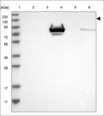 EDRF1 Polyclonal Antibody