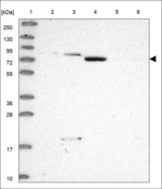 SLC26A5 Polyclonal Antibody