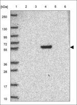 SH2D5 Antibody in Western Blot (WB)