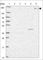 LTBP4 Polyclonal Antibody