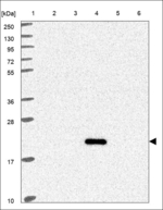FOLR4 Antibody in Western Blot (WB)
