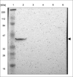 FBXO25 Antibody in Western Blot (WB)