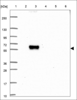 SC65 Polyclonal Antibody
