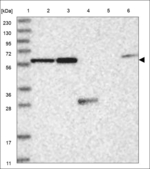 SNX25 Antibody in Western Blot (WB)
