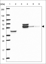 TUBG1 Polyclonal Antibody