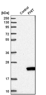 FHIT Antibody in Western Blot (WB)