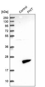 FHIT Antibody in Western Blot (WB)