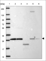 DCL-1 Polyclonal Antibody