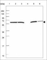 SPARCL1 Polyclonal Antibody
